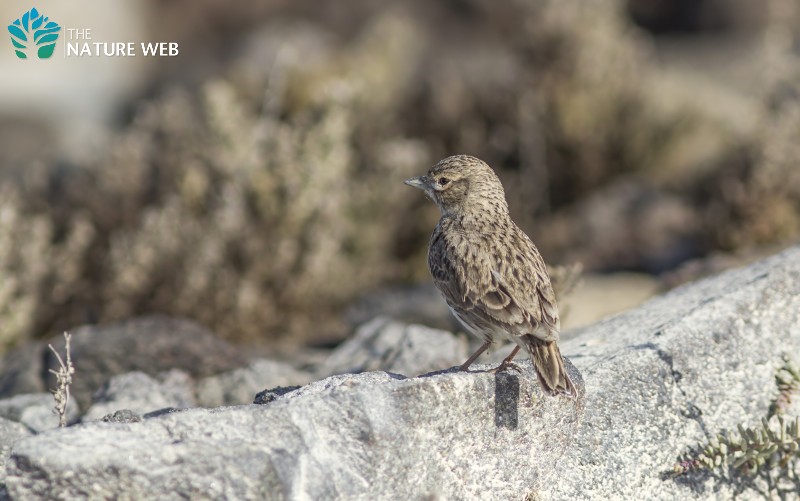 Perching Birds